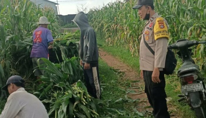 Dukung Program Pangan Nasional, AIPDA Khairul Iman Dampingi Petani Lombok Barat