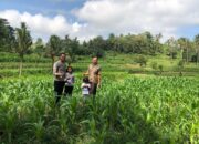 Bhabinkamtibmas Mareje Dukung Petani Jagung di Lembar