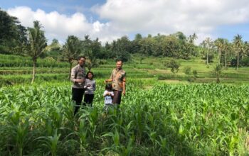 Bhabinkamtibmas Mareje Dukung Petani Jagung di Lembar