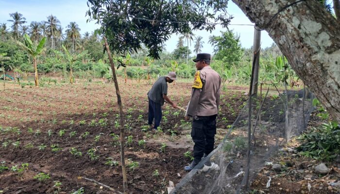 Ketahanan Pangan Dimulai dari Pekarangan: Inisiatif di Lombok Barat