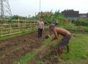 Lahan Pekarangan di Jagaraga Jadi Solusi Ketahanan Pangan