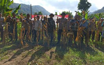 Panen Raya Jagung Serentak di Batulayar, Langkah Nyata Wujudkan Swasembada Pangan 2025 (5)