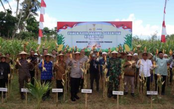 Dukungan Penuh Polri dan Pemda dalam Panen Raya Jagung NTB