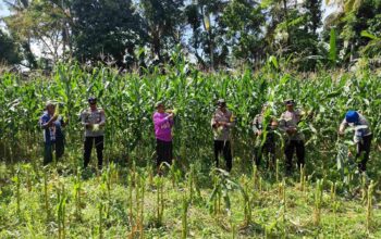 Dukung Ketahanan Pangan, Polri Hadir dalam Panen Raya Jagung NTB