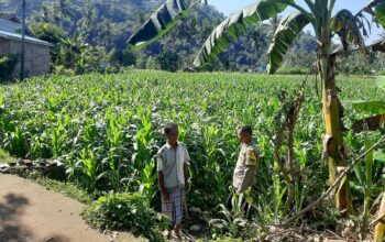 Polisi Sambangi Petani Jagung di Sekotong Timur, Dukung Ketahanan Pangan