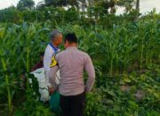 Sinergi Polisi dan Petani Wujudkan Ketahanan Pangan di Kuripan Utara