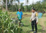 Perkuat Ketahanan Pangan, Polisi Bina Petani Jagung di Sekotong