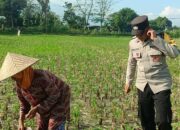 Polsek Gerung Perkuat Ketahanan Pangan Lewat Pendampingan Petani di Babussalam