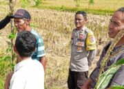 Warga Dusun Timur Selatan Didorong Tanam Sayur Demi Ketahanan Pangan Keluarga