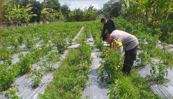 Bhabinkamtibmas Desa Jagaraga Konsisten Dukung Program Pangan Nasional di Tingkat Desa