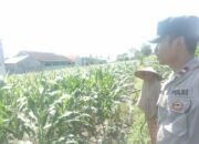 Inisiatif Pangan Lokal: Bhabinkamtibmas Ajak Warga Tanam Komoditas