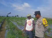 Wujud Nyata Ketahanan Pangan: Polri dan Warga Montong Are Bergotong Royong di Sawah