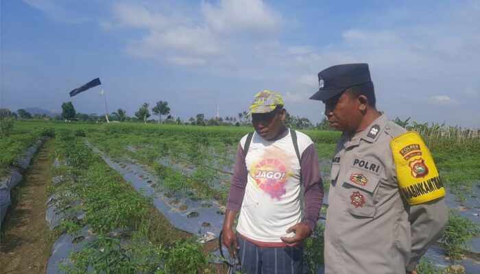 Wujud Nyata Ketahanan Pangan: Polri dan Warga Montong Are Bergotong Royong di Sawah