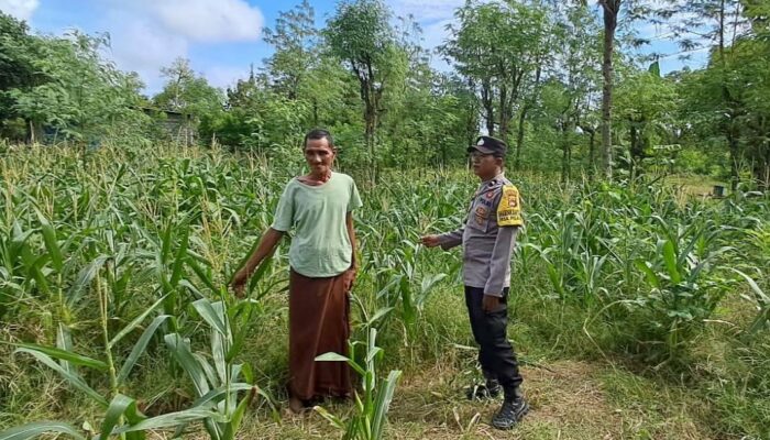 Kebun Pekarangan, Langkah Nyata Ketahanan Pangan di Kecamatan Sekotong