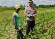 Bhabinkamtibmas Telagawaru Ajak Petani Wujudkan Swasembada Pangan Keluarga