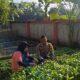 KWT Dusun Pemangket Ubah Pekarangan Jadi Kebun Sayur Produktif di Kuripan Utara