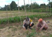 Wujud Nyata Ketahanan Pangan: Polisi Bantu Warga Jagaraga Tanam Sayur di Pekarangan