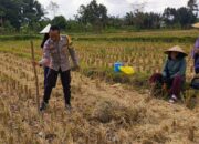 Polri Hadir di Tengah Sawah: Wujud Komitmen Ketahanan Pangan di Kuripan