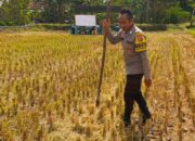 Polsek Kuripan Apresiasi Langkah Humanis Bhabinkamtibmas Dukung Petani Lokal