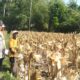 Panen Jagung Sukses di Gerung Selatan, Polri Hadir Jaga Kondusivitas
