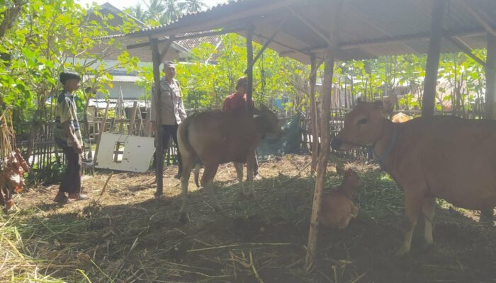 Bhabinkamtibmas Batu Putih Bina Warga Kembangkan Sapi Ternak