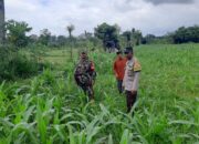 Ketahanan Pangan Jadi Fokus Polsek Kediri di Montong Are