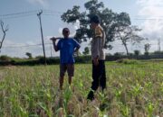 Pekarangan Jadi Lumbung Keluarga: Polri dan Warga Desa Kuripan Wujudkan Pangan Tangguh