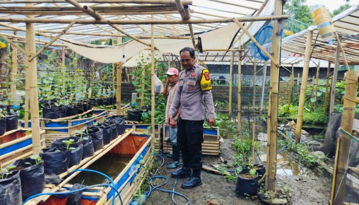 Ajak Tanam Cabai hingga Tomat, Bhabinkamtibmas Bangkitkan Semangat Bertani di Bajur