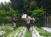 Dukung Program Nasional, Polsek Kuripan Galakkan Ketahanan Pangan di Jagaraga