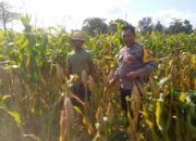 Bhabinkamtibmas Desa Jagaraga Gagas Kemandirian Pangan di Tambang Eleh