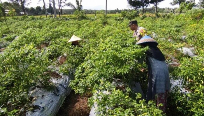 Petani Dusun Pelulan Dapat Pendampingan Polsek Kuripan saat Panen Cabai