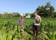 Polsek Lembar Dorong Produktivitas Warga Sandik Lewat Pertanian Pekarangan