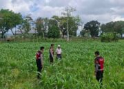 Ketahanan Pangan Lombok Barat, Bhabinkamtibmas Aktif Dukung Panen Jagung Warga