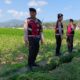Polres Lombok Barat Pantau Lahan Jagung di Desa Tempos untuk Dukung Swasembada Pangan
