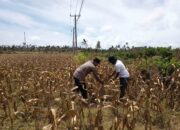 Bhabinkamtibmas Kedaro Dukung Petani Hadapi Tantangan Panen di Sekotong