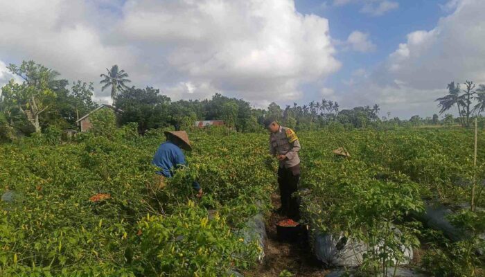 Panen Cabai di Kuripan: Wujud Nyata Kolaborasi Polri dan Petani