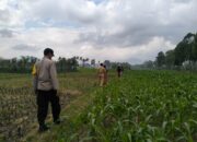 Penyemprotan Insektisida di Lelede Wujud Nyata Dukungan Ketahanan Pangan