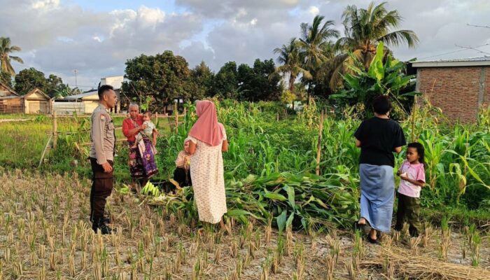 Kuripan Utara Perkuat Ketahanan Pangan Lewat Sinergi Polri dan Petani