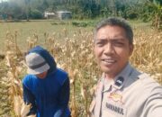 Kunjungan Bhabinkamtibmas di Eyat Mayang: Dorong Produksi Jagung dan Jaga Kamtibmas