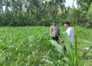 Polri di Tengah Petani Jagung: DDS Bangun Ketahanan Pangan Sekotong