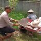 Polsek Labuapi Dorong Ketahanan Pangan Lewat Program Bhabinkamtibmas di Desa Merembu