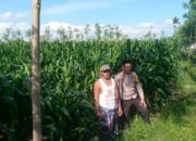 Kolaborasi Polsek Kuripan dan Petani Jagaraga Perkuat Stabilitas Pangan Desa