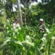 Polsek Kuripan Turun ke Sawah, Dukung Petani Tingkatkan Produksi Jagung