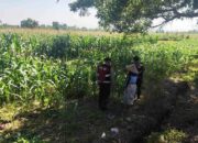 Patroli Ketahanan Pangan: Sinergi Polres Lobar dan Petani Jagung