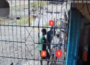 Satgas Ops Damai Cartenz Selidiki Kasus Penikaman Warga Pendatang di Dekai, Yahukimo