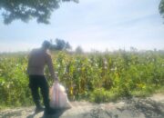 Jagung Lelede Panen Raya, Polri Pastikan Proses Aman dan Harga Stabil