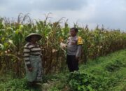 Peran Krusial Bhabinkamtibmas Kawal Program Ketahanan Pangan di Gerung