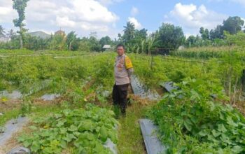 Strategi Polsek Gerung Perkuat Ketahanan Pangan Nasional