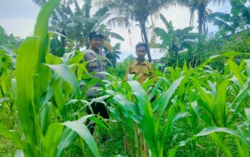 Strategi Polsek Labuapi Optimalkan Lahan Tidur di Bajur